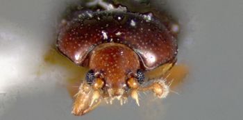 Media type: image;   Entomology 32596 Aspect: head frontal view